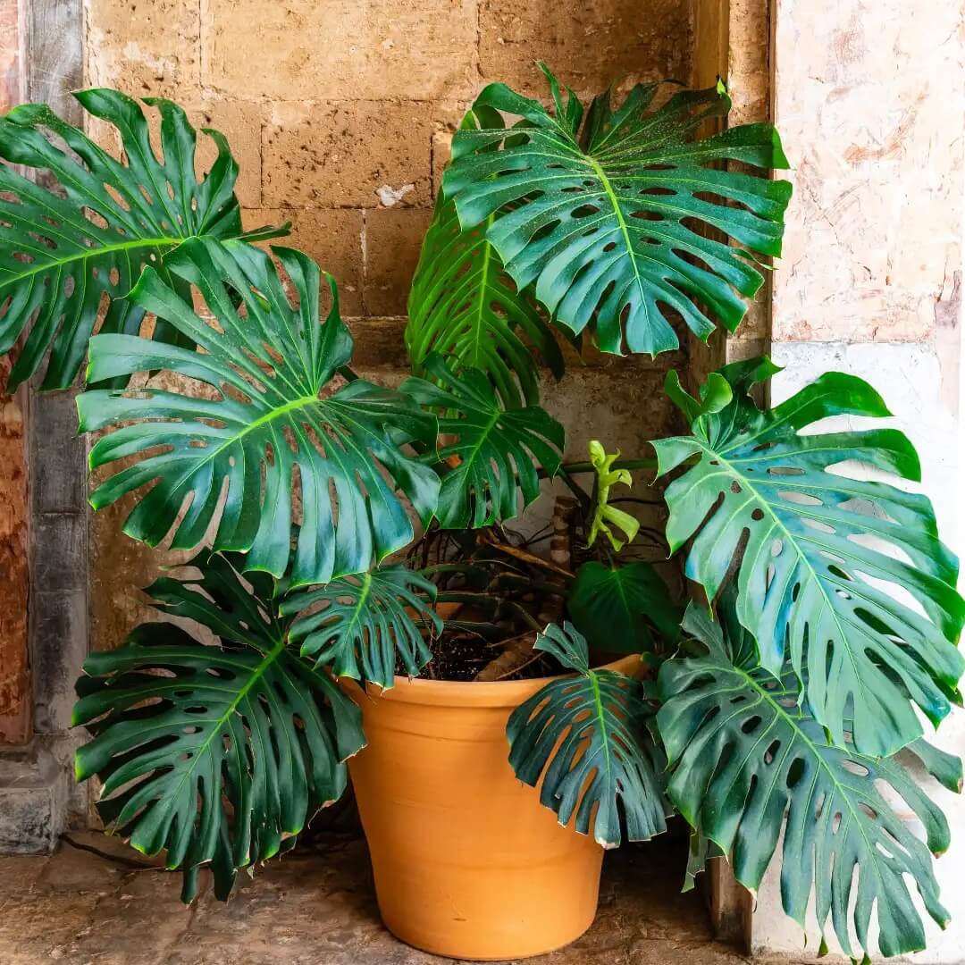 Monstera Albo Seeds for Planting