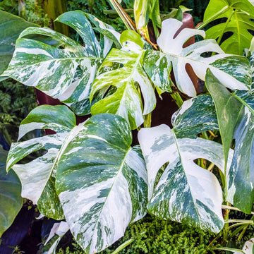 Monstera Deliciosa Seeds for Home Garden