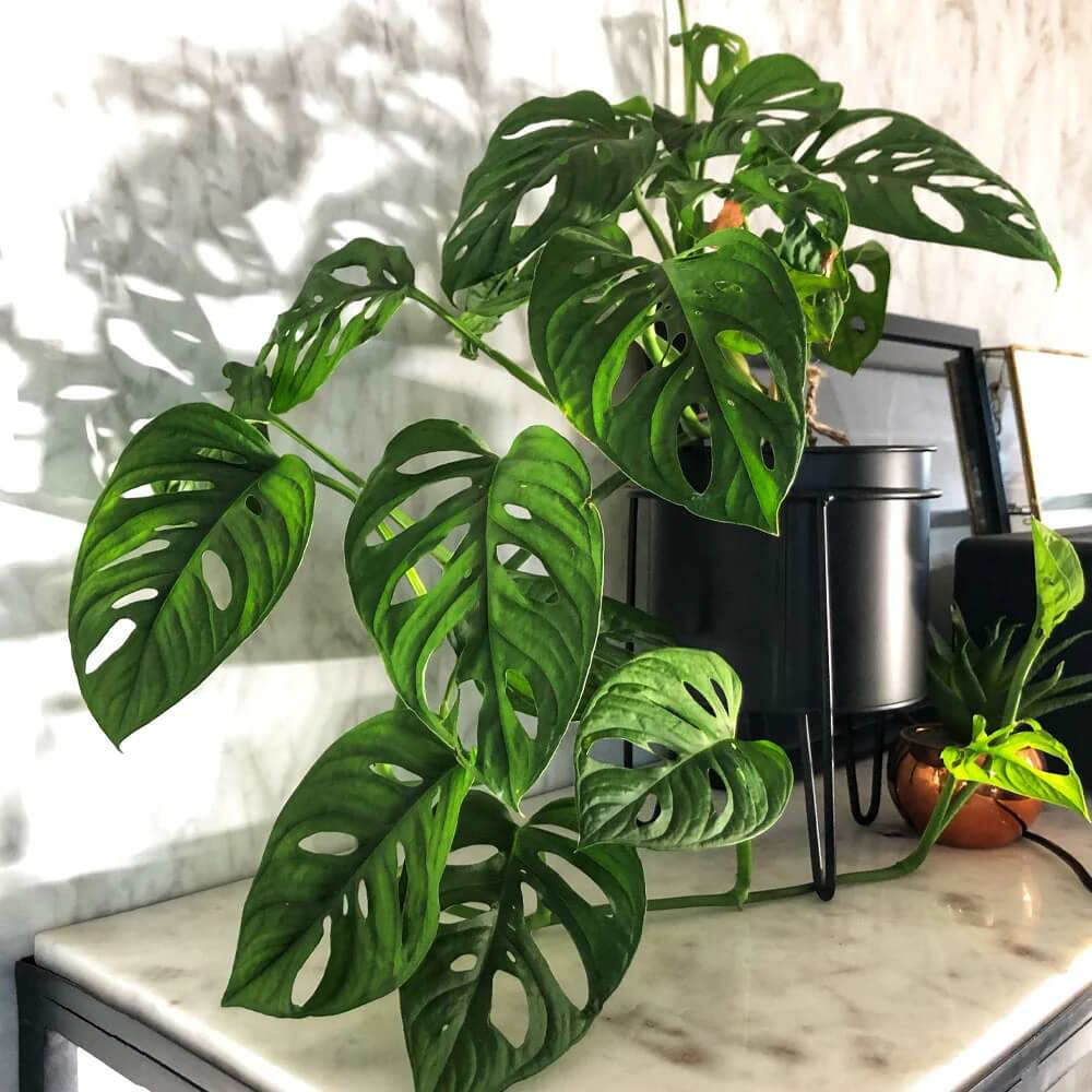 Monstera Deliciosa Seeds for Home Garden
