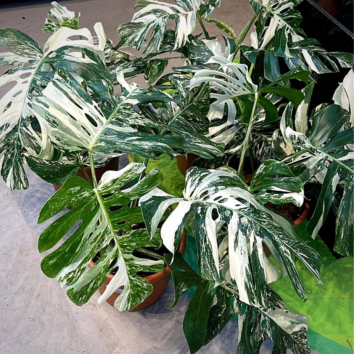 Monstera Deliciosa Seeds for Home Garden