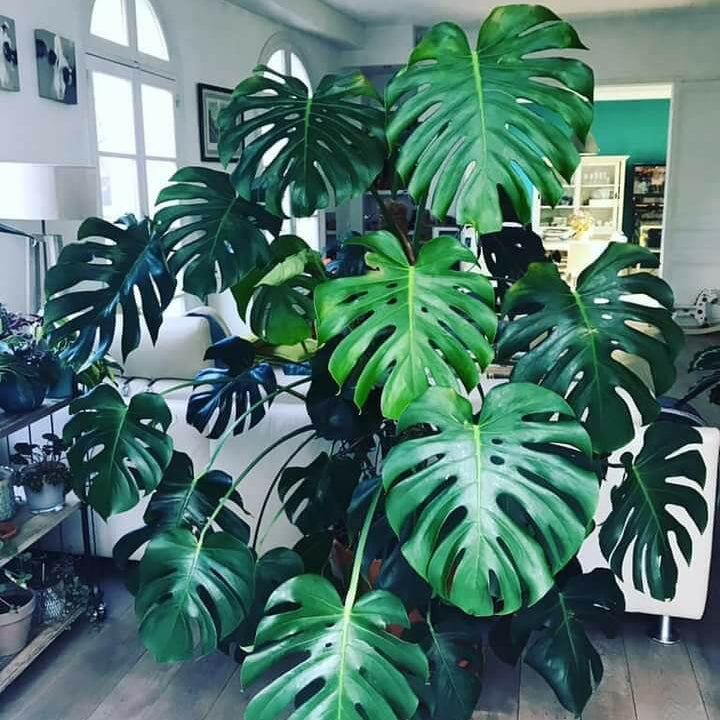 Monstera Deliciosa Seeds for Home Garden
