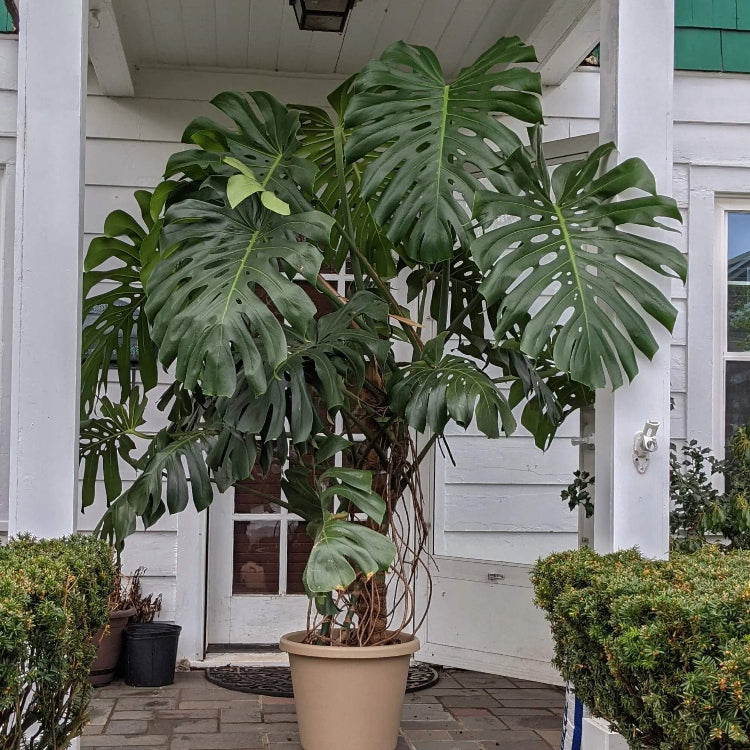 Monstera Deliciosa Seeds for Home Garden