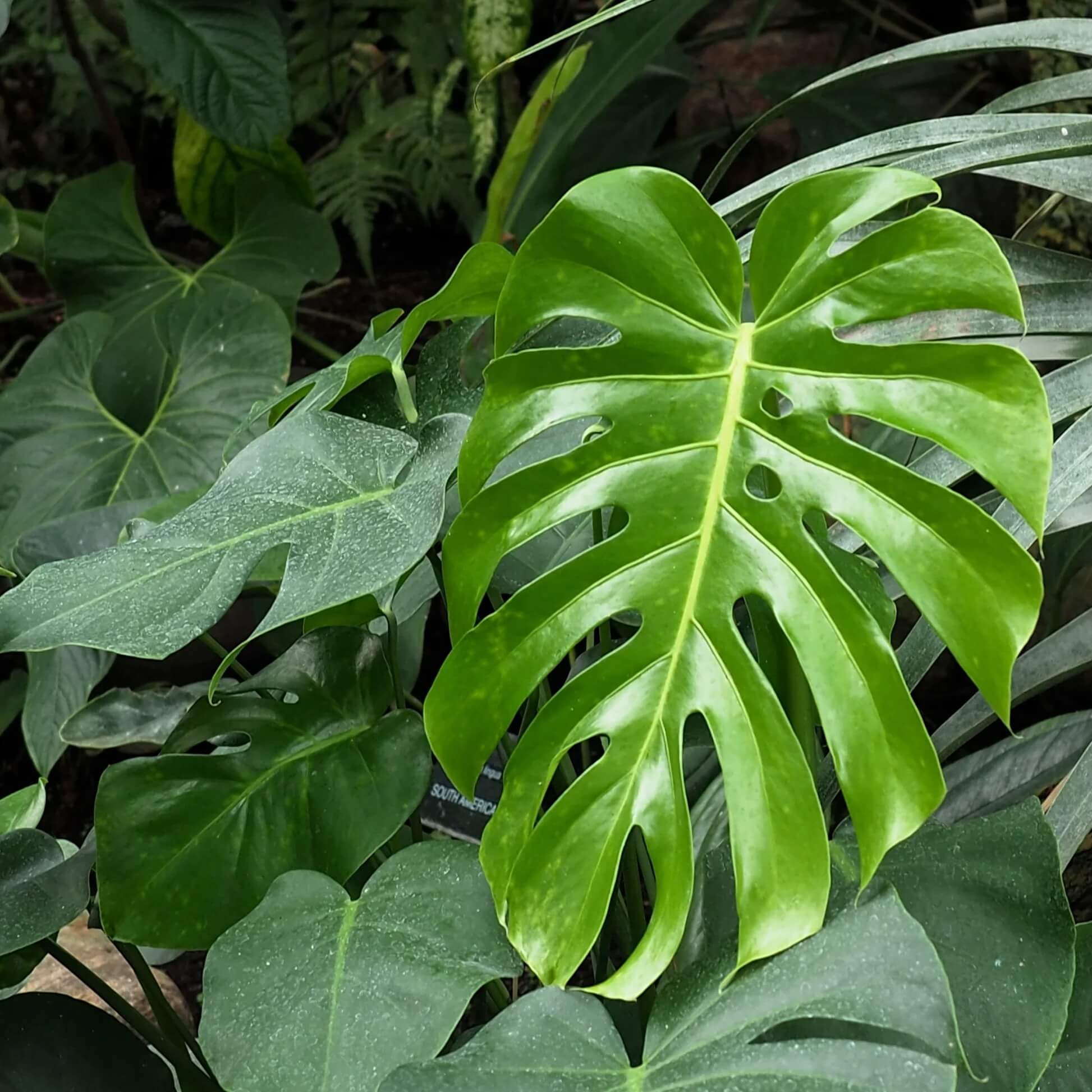 Monstera Deliciosa Seeds for Home Garden