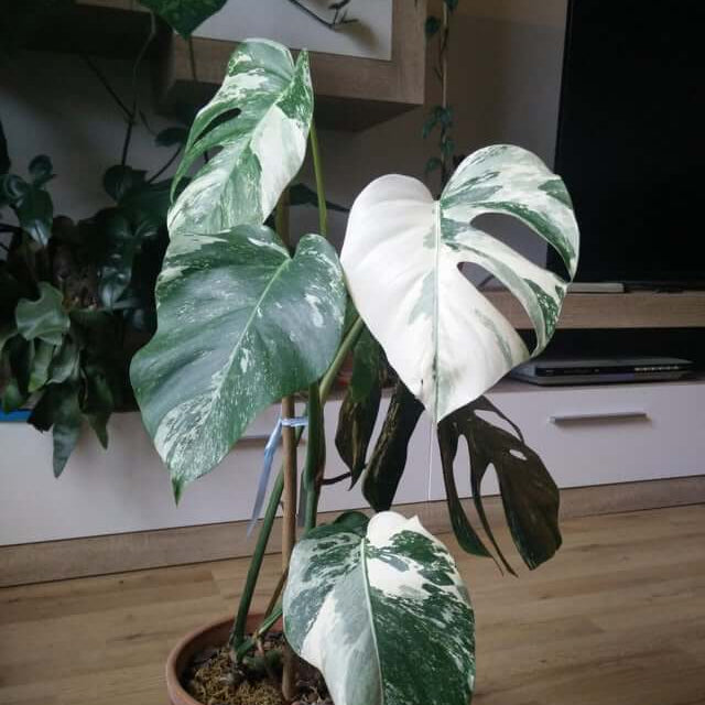 Monstera Deliciosa Variegata Seeds