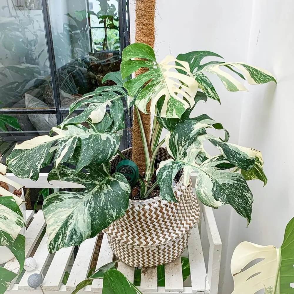 Monstera Deliciosa Variegata Seeds