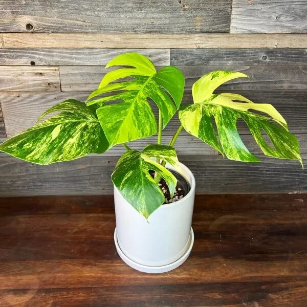 Monstera Mint Seeds
