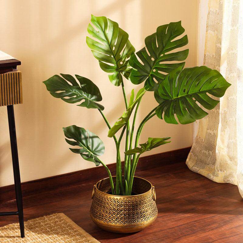 Monstera Seeds