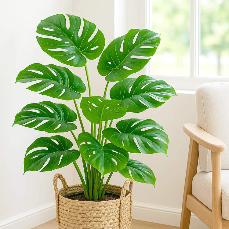 Monstera Seeds