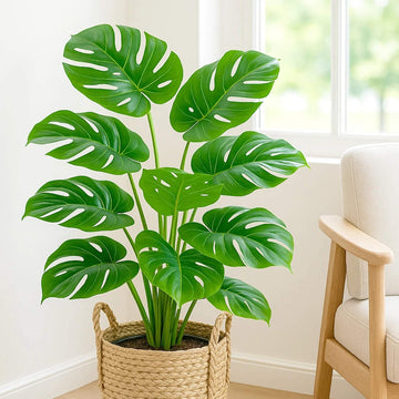 Monstera Seeds