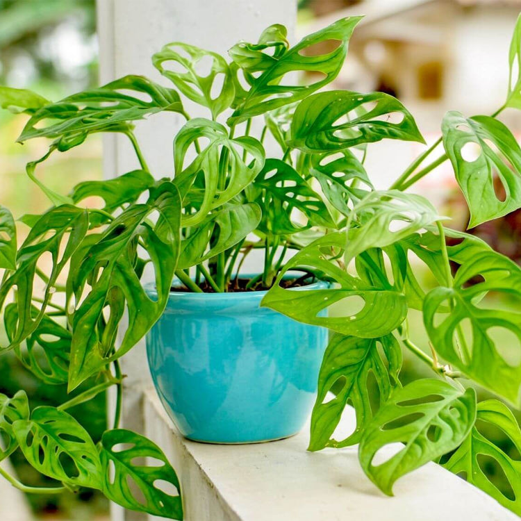 Monstera Seeds For Planting