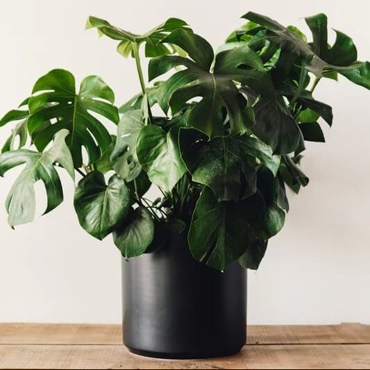 Monstera Seeds For Planting