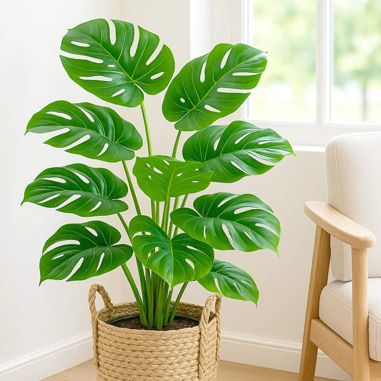 Monstera Seeds For Planting