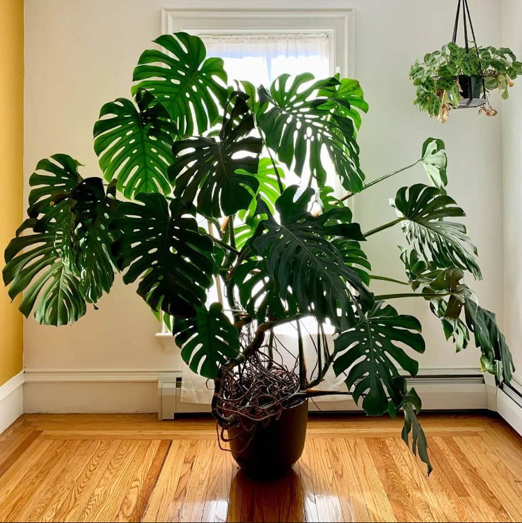 Monstera Seeds For Planting