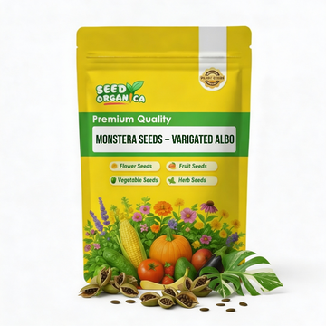 Monstera Seeds – Variegated Albo