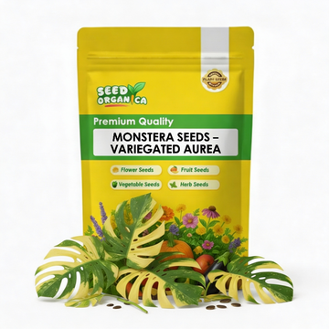 Monstera Seeds – Variegated Aurea