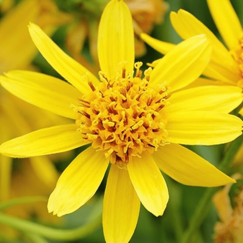 Montana Arnica Seeds