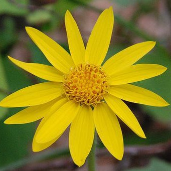 Montana Arnica Seeds