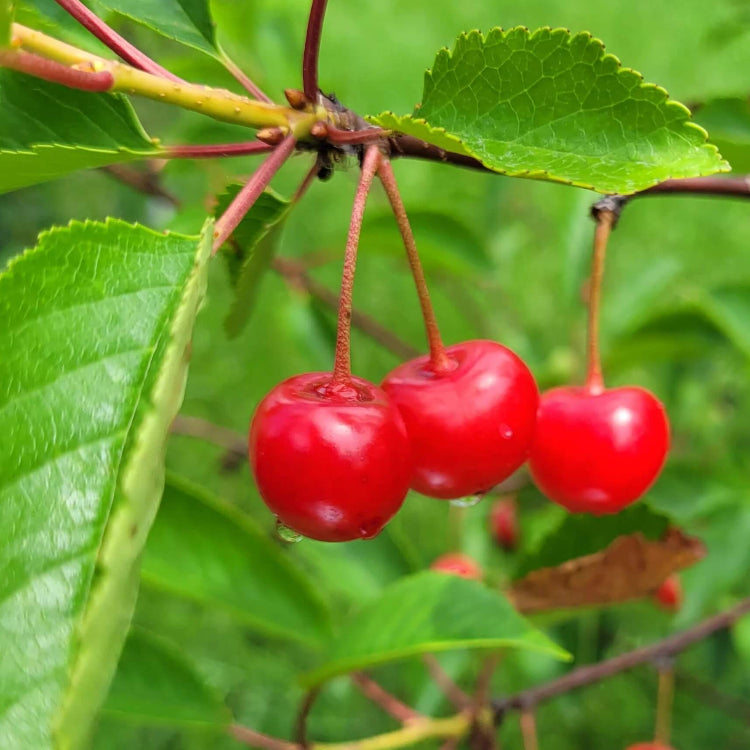 Montmorency Sour Cherry Tree Seeds - Fruit Plant