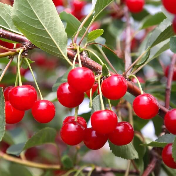 Montmorency Sour Cherry Tree Seeds - Fruit Plant