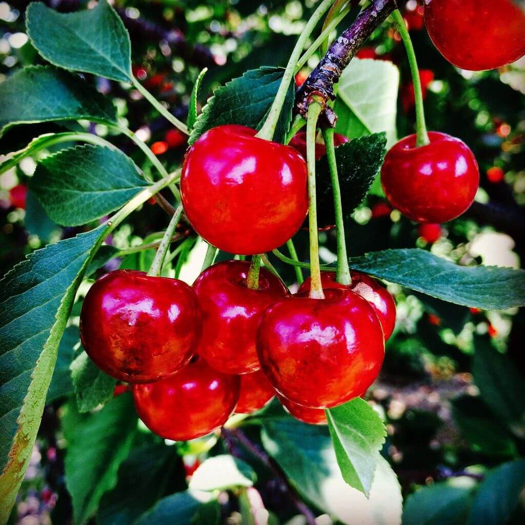 Montmorency Sour Cherry Tree Seeds - Fruit Plant