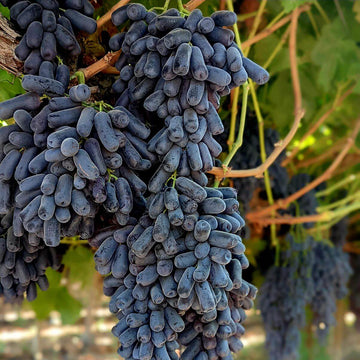 Moon Drops Black Grape Seeds