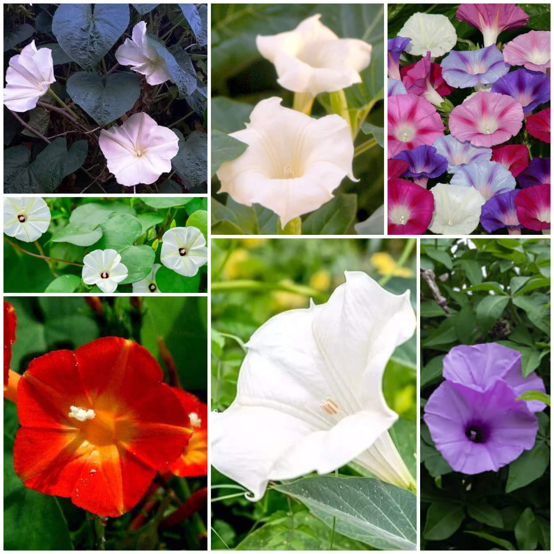 Moonflower Seeds - All In One For Home Gardens