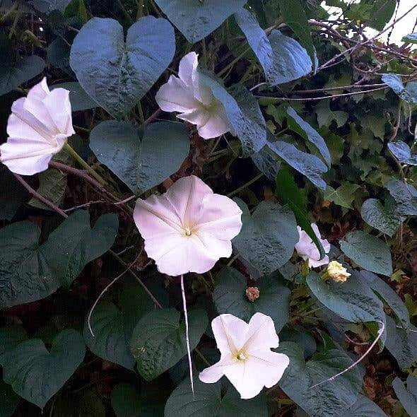 Moonflower Seeds - All In One For Home Gardens