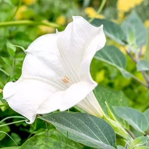 Moonflower Seeds - All In One For Home Gardens