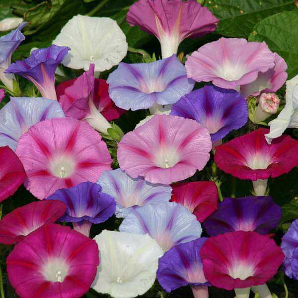 Moonflower Seeds - All In One For Home Gardens