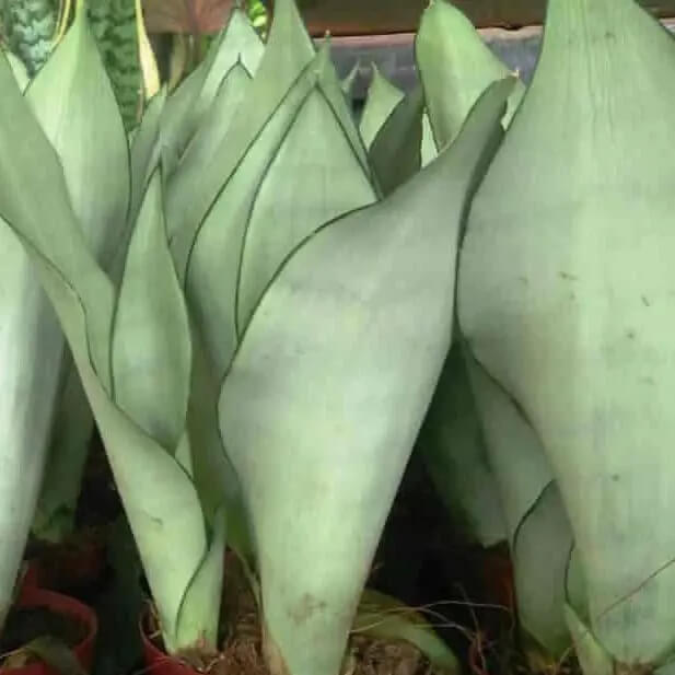 Moonshine Snake Plant Seeds