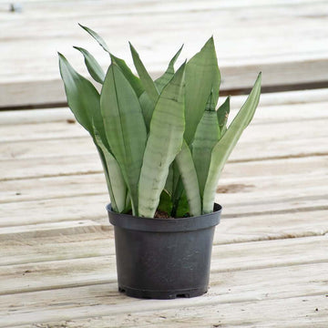 Moonshine Snake Plant Seeds