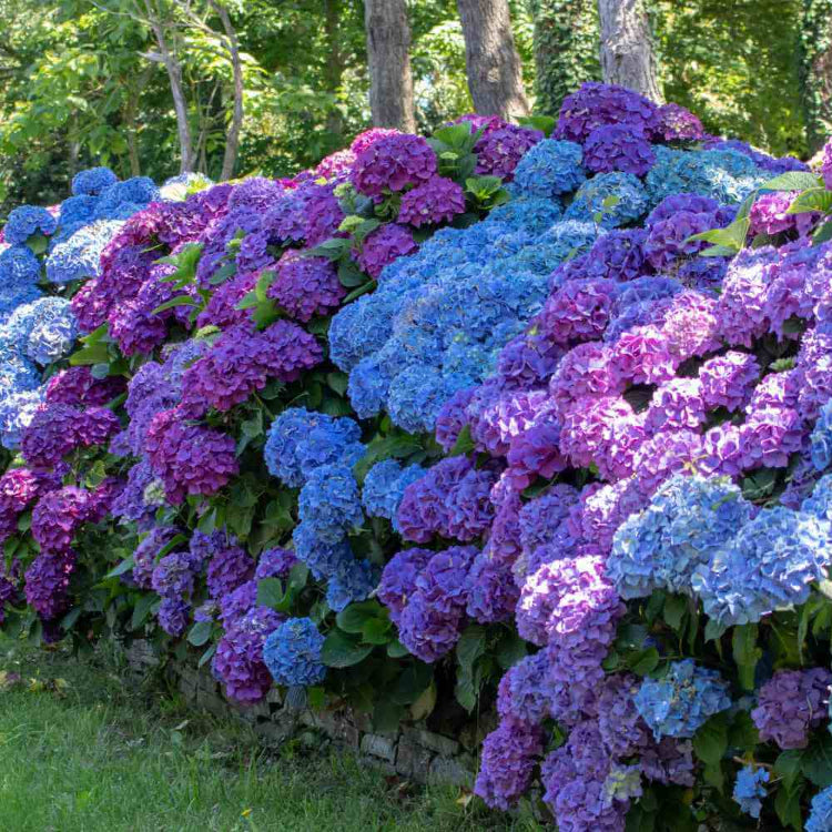 Mophead Hydrangea Seeds - Flower Plant