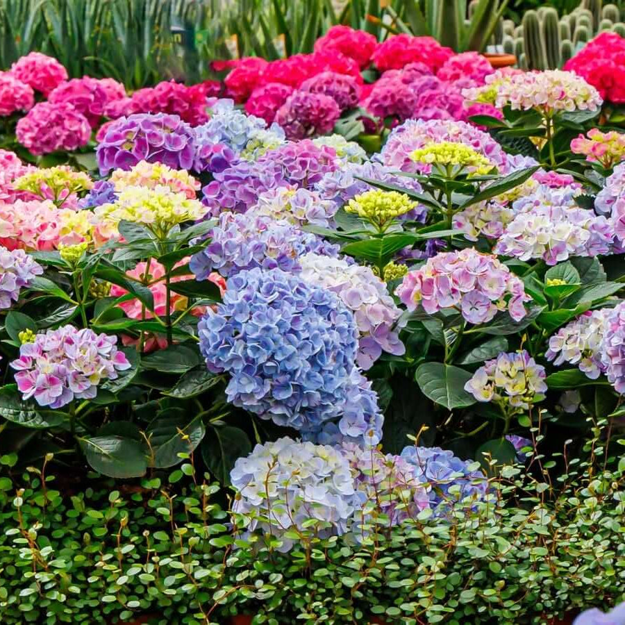 Mophead Hydrangea Seeds - Flower Plant