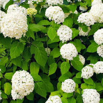 Mophead Hydrangea Seeds - Flower Plant