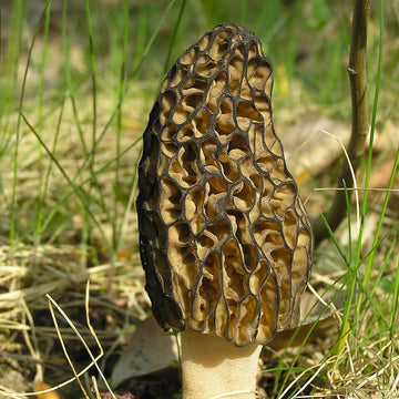 Morel Mushroom Spawn – Morchella Conica