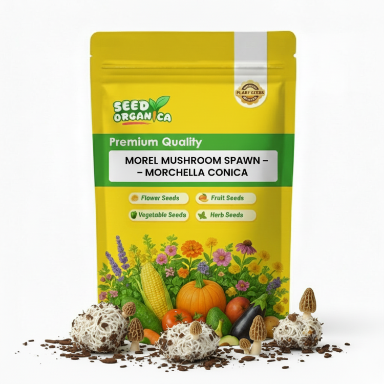 Morel Mushroom Spawn – Morchella Conica
