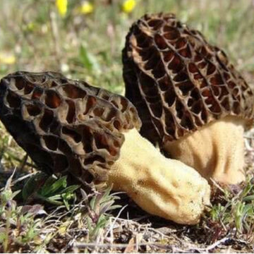 Morel Mushroom Spawn – Morchella Conica