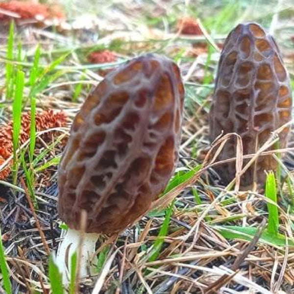 Morel Mushroom Spawn – Morchella Conica