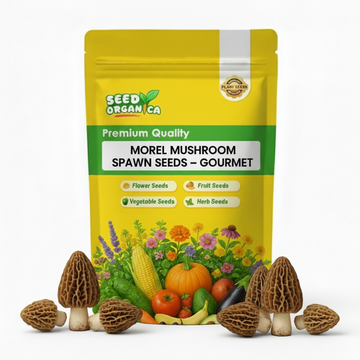 Morel Mushroom Spawn Seeds – Gourmet