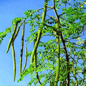 Moringa Oleifera Seeds - Drumstick
