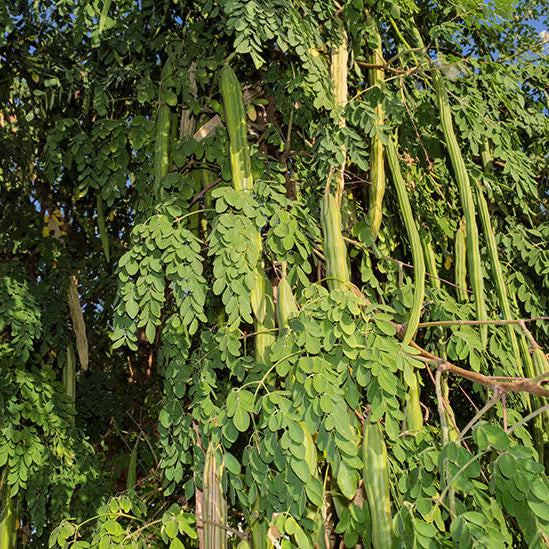 Moringa Oleifera Seeds - Herbal Plant