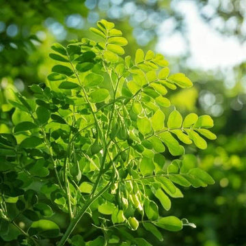 Moringa Seeds - Herbal Plant for Home Gardens