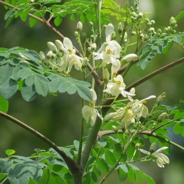 Moringa Seeds For Planting - Herbal Plant