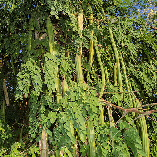 Moringa Seeds For Planting - Herbal Plant