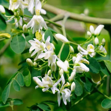Moringa Tree Seeds - Vegetable Plant
