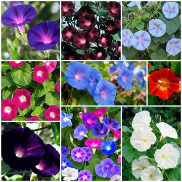 Morning Glory Seeds - All In One For Home Gardens
