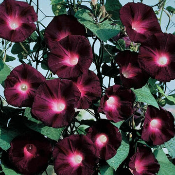 Morning Glory Seeds - All In One For Home Gardens
