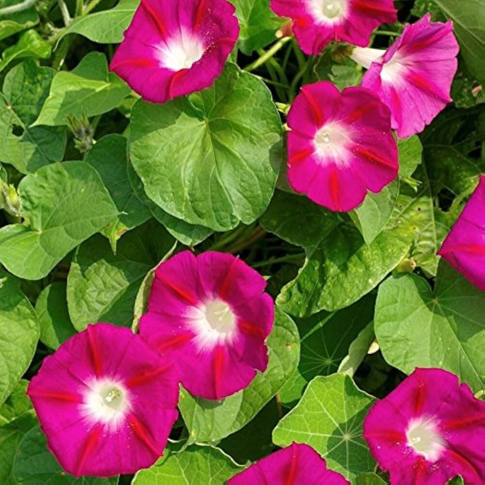 Morning Glory Seeds - All In One For Home Gardens