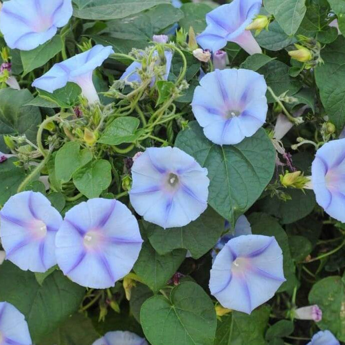 Morning Glory Seeds - All In One For Home Gardens