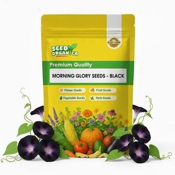 Morning Glory Seeds - Black